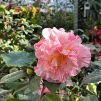 🌺🌺Camellia Hill🌺🌺