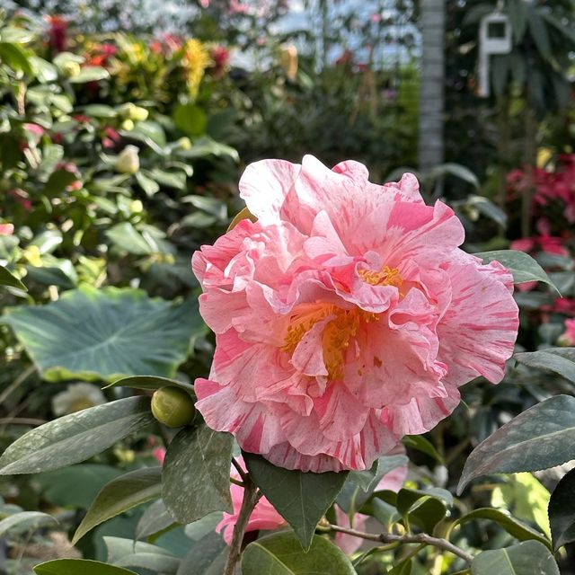 🌺🌺Camellia Hill🌺🌺
