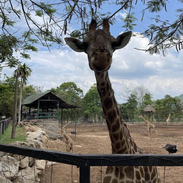 BONANZA EXOTIC ZOO มาดูกันว่าเด็ก ๆ จอยแค่ไหน ✨
