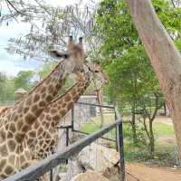 BONANZA EXOTIC ZOO มาดูกันว่าเด็ก ๆ จอยแค่ไหน ✨