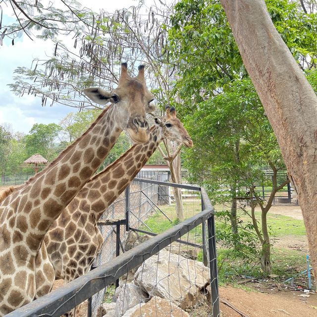 BONANZA EXOTIC ZOO มาดูกันว่าเด็ก ๆ จอยแค่ไหน ✨