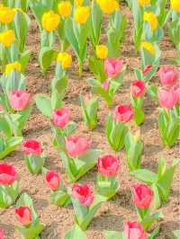 튤립 축제가 열리고 있는, 제주 상효원🌷