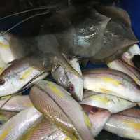 Mouth-watering grilled fish recipe!