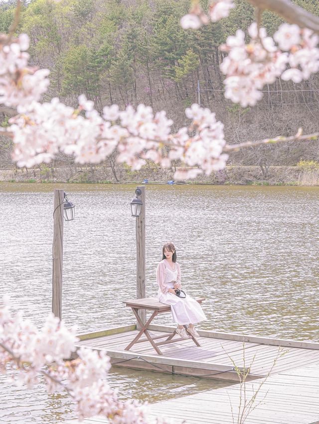 인생사진 가득 남길 수 있는 벚꽃 명소 경주에 있어!✨