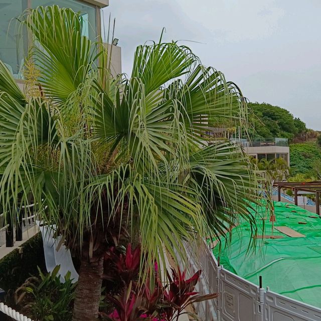 優化之後的日式庭院 , 鯉魚池和假山 , 石頭池...