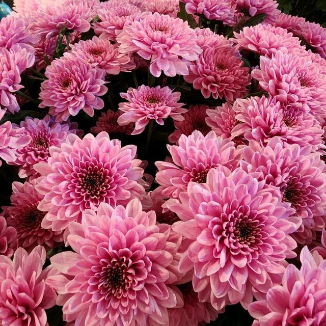 世界第一的後花園 荷蘭 keukenhof 庫肯霍夫花園