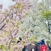 津山城（鶴山公園）賞櫻
