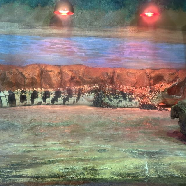 CP值超高的首爾COEX水族館