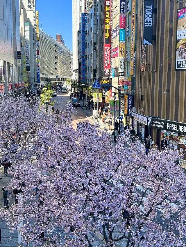 일본 벚꽃 명소 추천best3🌸(오가카성공원,신주쿠 사쿠라스퀘어,우에노공원)