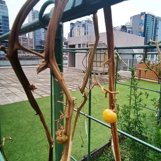 Rooftop Farm in the City