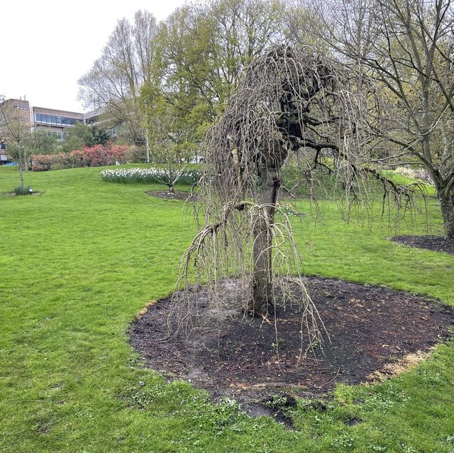英國薩里大學🦌 University of Surrey