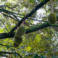 Raub Durian Trip + Sunrise along Karak Highway