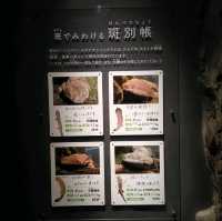 オオサンショウウオを堪能できる　京都水族館