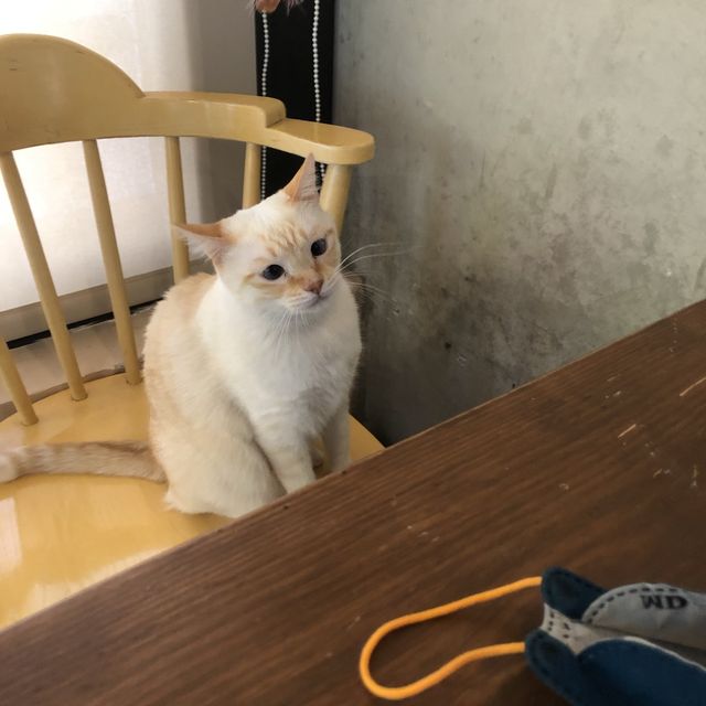 台中貓餐廳-貓邸老咖