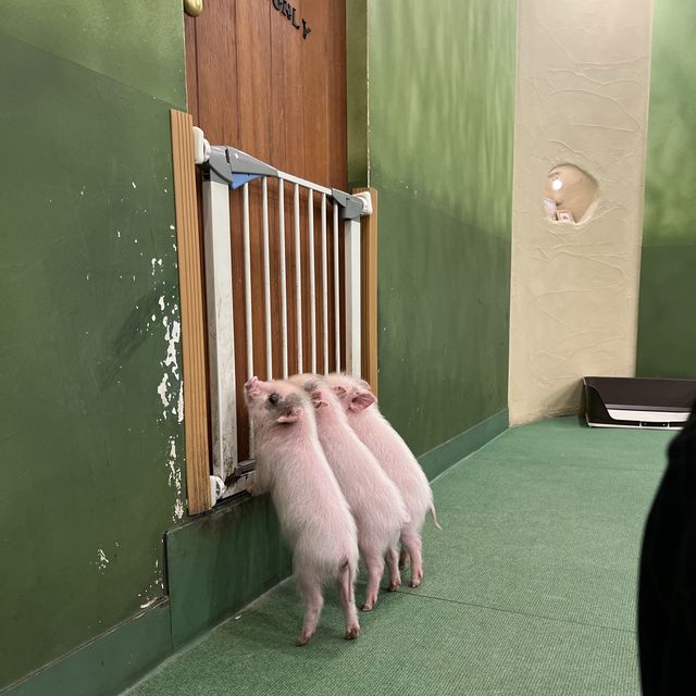 日本人氣豬Mipig cafe 