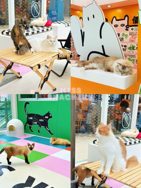 ⭐️一齊喵喵喵🐱商場入面竟然可以玩貓貓🐈‍⬛｜Trip.com 深圳
