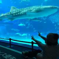 沖繩必去景點～美麗海水族館