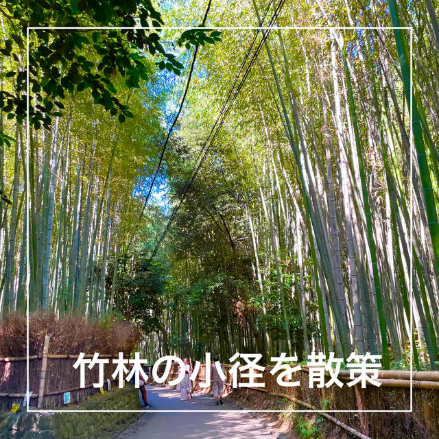 【京都府】人気の竹林の小径をのんびりお散歩！