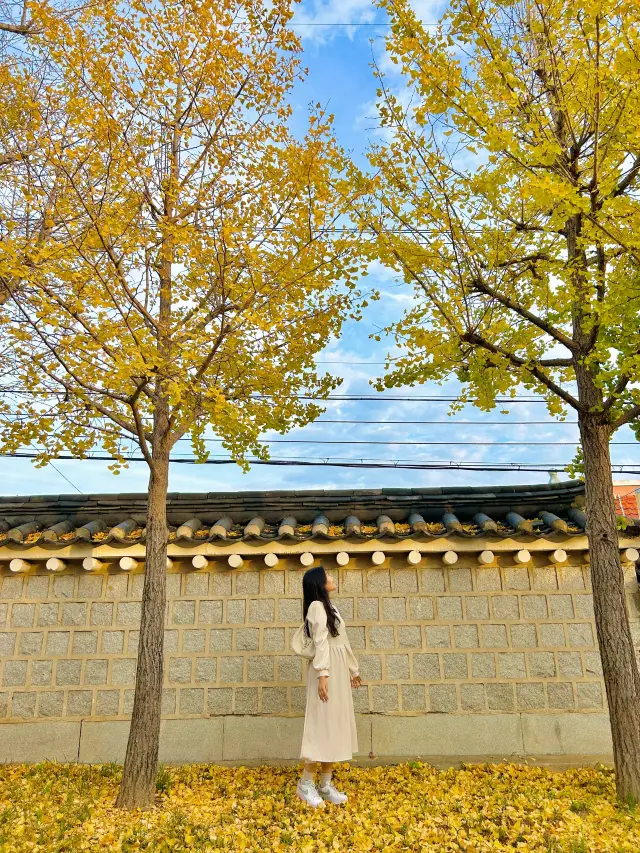 부산의 숨은 가을 명소는 여기🍂