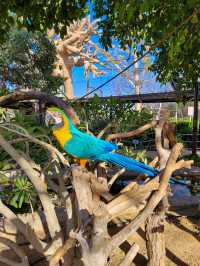 Dubai Safari Park: A Wild Experience