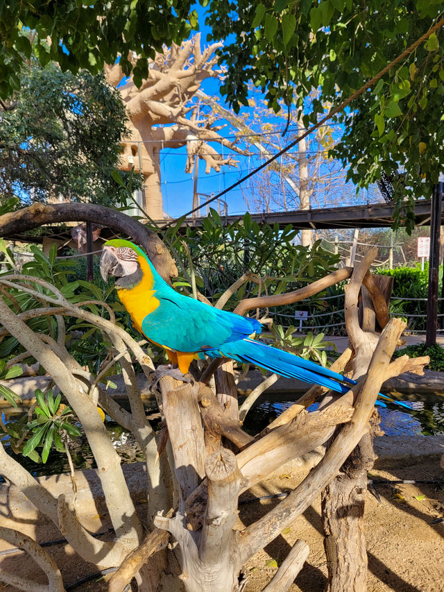 Dubai Safari Park: A Wild Experience