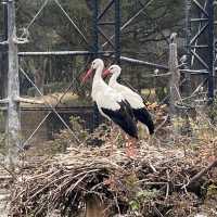 わかりやすい！大阪eco動物海洋専門学校　天王寺動物園