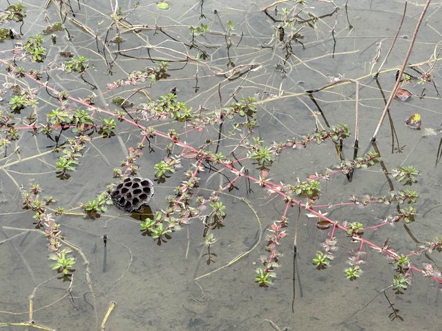 本地遊 | 香港濕地公園 | 季節限定橙紅色落羽松