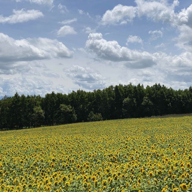 【北海道】新栄の丘展望公園