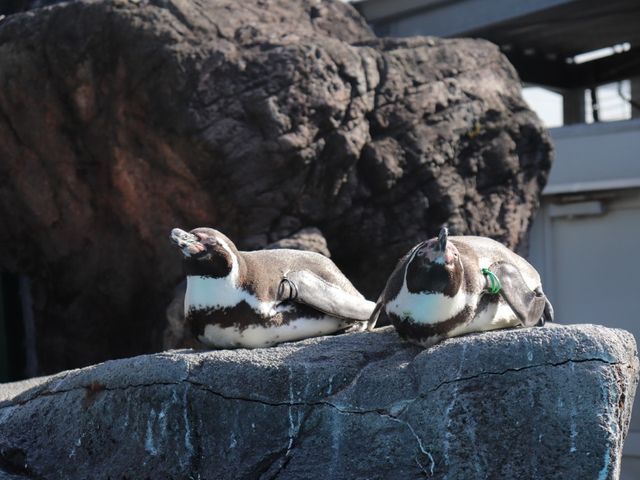 【三重県】飼育数日本一の水族館「鳥羽水族館」