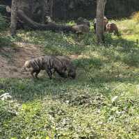 Great Safari park with lot of wildlife 
