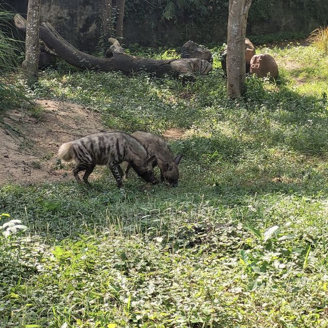 Great Safari park with lot of wildlife 