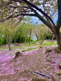부산 겹벚꽃 명소 best1 민주공원 🌸