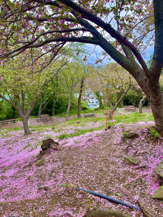 부산 겹벚꽃 명소 best1 민주공원 🌸