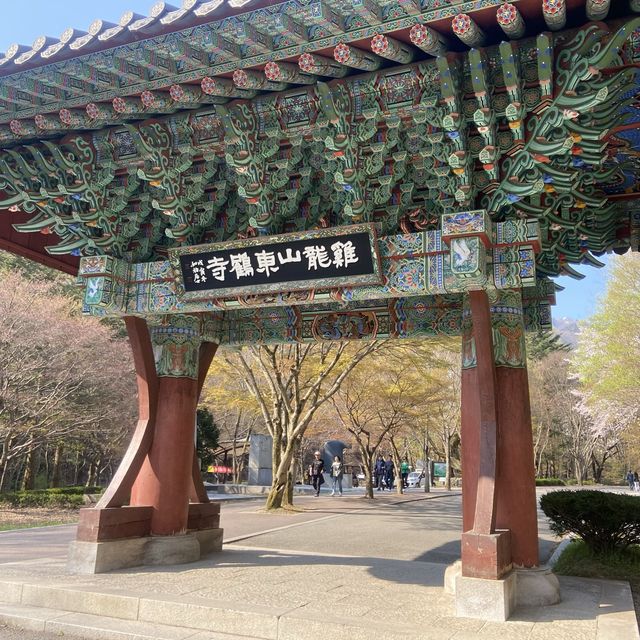 대전 근교 벚꽃 축제 계룡산국립공원
