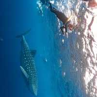 Diving with Whale Sharks