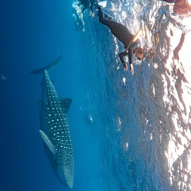 Diving with Whale Sharks