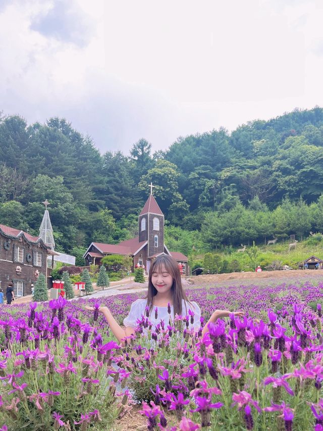 포천 허브아일랜드 라벤더축제💜