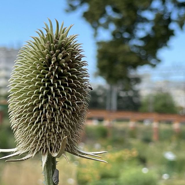 Let Sunflower lead a garden tour 