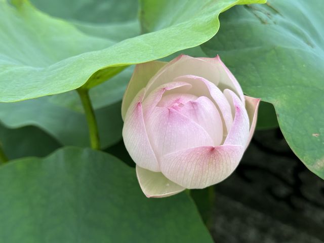 香港遊 | 大嶼山 | 寶蓮禪寺 | 香港荷花節 (上)