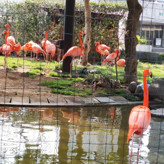 東京都恩賜上野動物園，日本最古老的動物園，親子遊必訪。