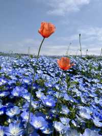 國營常陸海濱公園 *最美粉蝶花海*