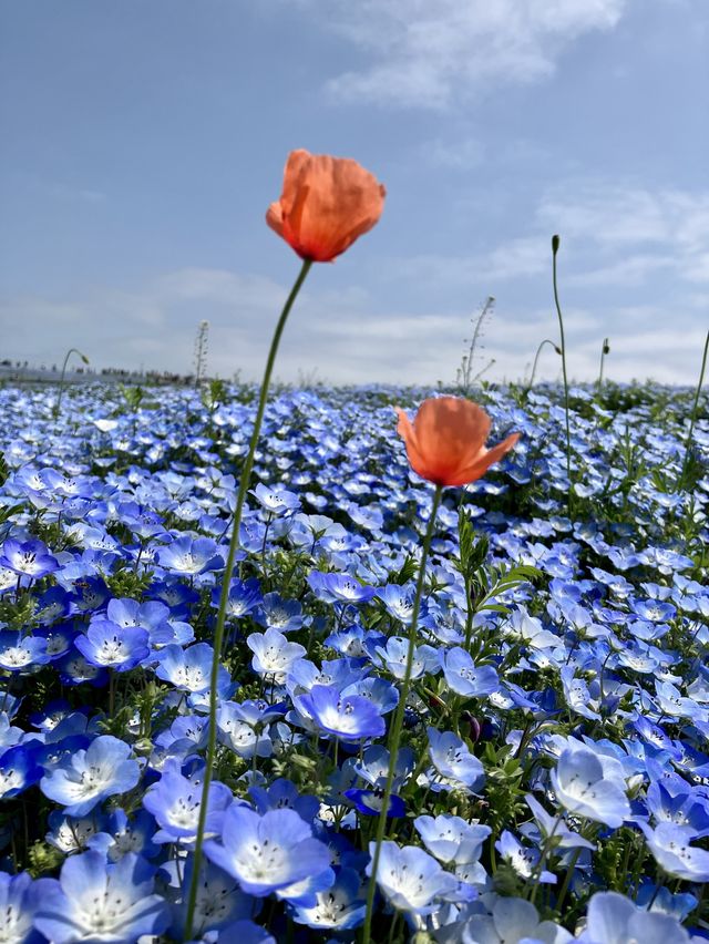 國營常陸海濱公園 *最美粉蝶花海*