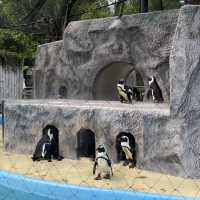 動物狂歡，上野動物園帶你探索野性世界！🐼🦁🌳
