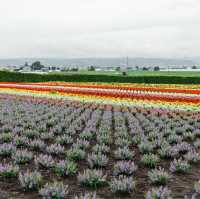 Exploring Hokkaido's Floral Wonderland and the Northernmost Point in Japan