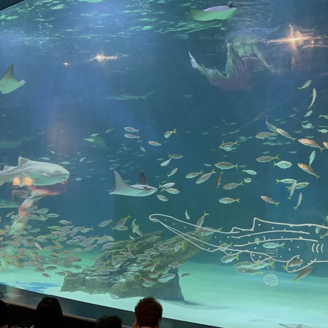 大邱の新世界デパートに水族館！？