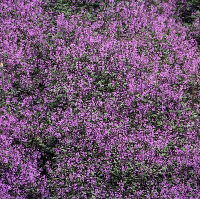 Beautiful Lavender Garden at Cameron