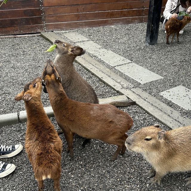 🤩張美阿嬤農場👍小可愛互動樂園🐷🦌🦘 