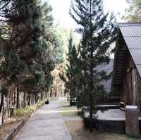 ป่าสนวัดจันทร์ อ.กัลยาณิวัฒนา จ.เชียงใหม่ 🌲