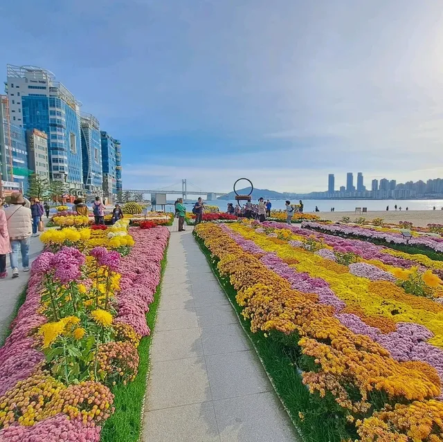 釜山🇰🇷廣安大橋🌁海濱咖啡街～花海片片