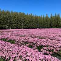 🌸🌷 ทุ่งดอกไม้บานแล้วที่ : ทุ่งสวรรค์ตะวันใส 
